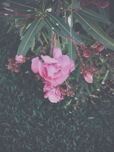 Andresaleszs en Hamelin: Flora, Nerium oleander, #nature #flowers #flores 