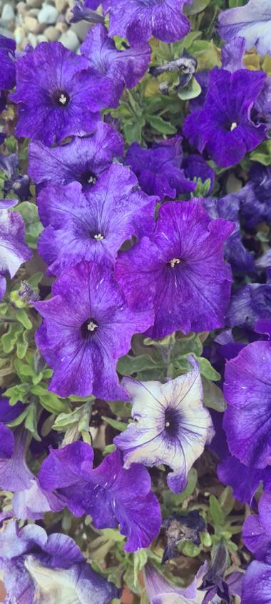 Lauratduch en Hamelin: Flora  (El Vendrell), Llego la primavera#fotomovil# el vendrell