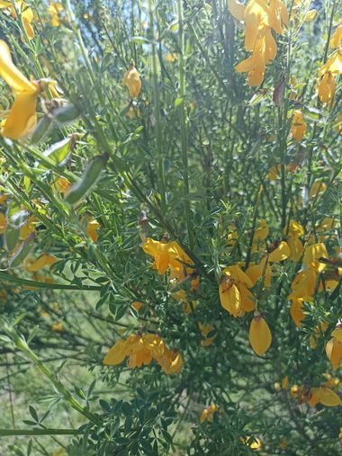 Imasanmar en Hamelin: Flora  (Lérida), #flora 
