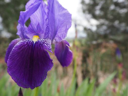 Julialozanoc en Hamelin: Flora  (Daroca), Iris germanica, Más fotos de lirios. #flora21