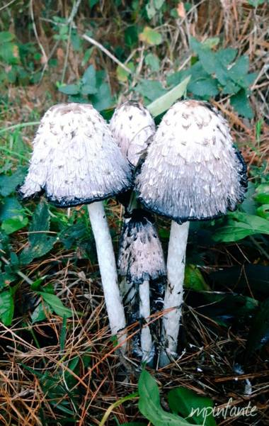 Mpinfante en Hamelin: Observación  (Sobrado), Coprinus comatus (O.F.Müll.) Gray