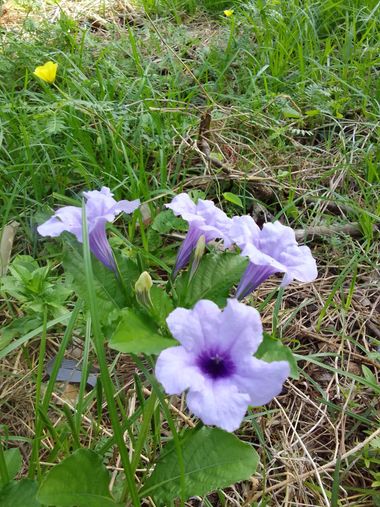 jeisonjardines en Hamelin: Flora  (Bogotá, D.C.), Ruellia tuberosa, #Flores 