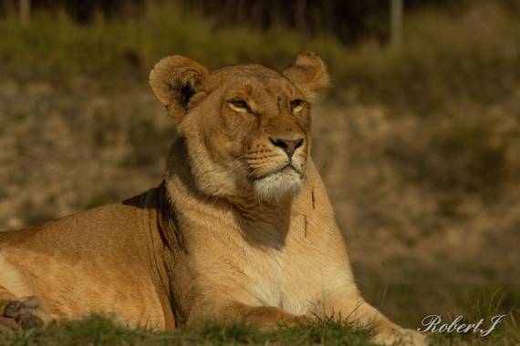 Robert.J en Hamelin: Fauna  (Penàguila), Panthera leo (Linnaeus, 1758), #leon #leona #safari