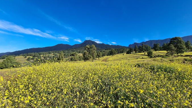 Maria Pérez Gómez en Hamelin: Paisaje  (El Paso), #paisajepalmero #relinchones #amarillo #naturaleza #lapalma