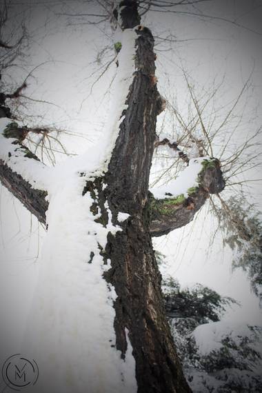 Conbyconv en Hamelin: Flora  (Fuenlabrada), #Invierno20