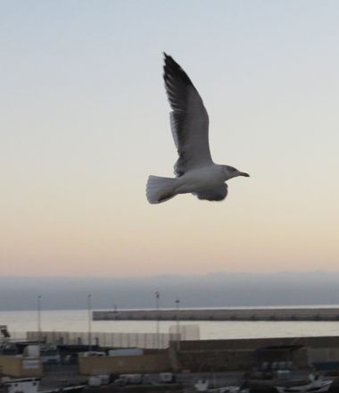 Solerantonio2 en Hamelin: Fauna  (Almería), Ave