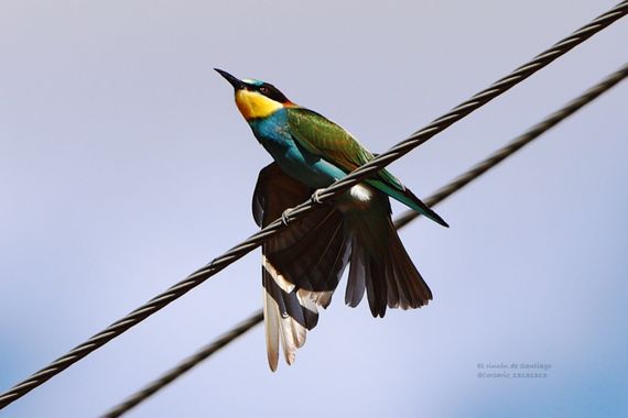 Smatae en Hamelin: Fauna  (Aranjuez), Merops apiaster Linnaeus, 1758, Abejaruco posando sobre el cable. Con alas ligeramente abiertas. #aves
