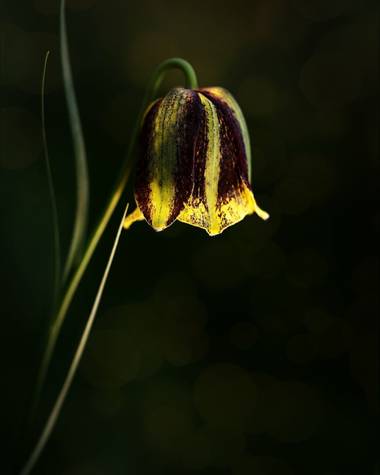ramonportellano en Hamelin: Flora  (Jaén), Fritillaria pyrenaica L., Minimalismo botánico #flora #naturecaptures 