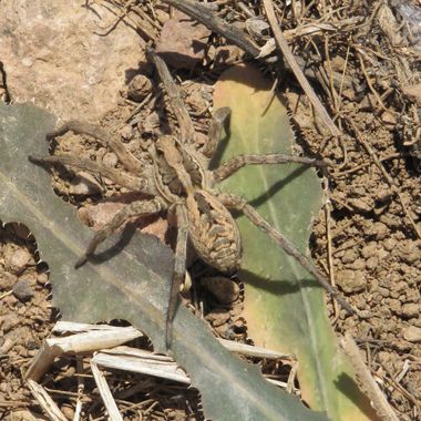 Solerantonio2 en Hamelin: Fauna  (Níjar), Araña lobo