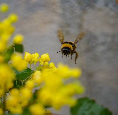 rqsalcedo en Hamelin: Fauna  (Madrid), #abejas 