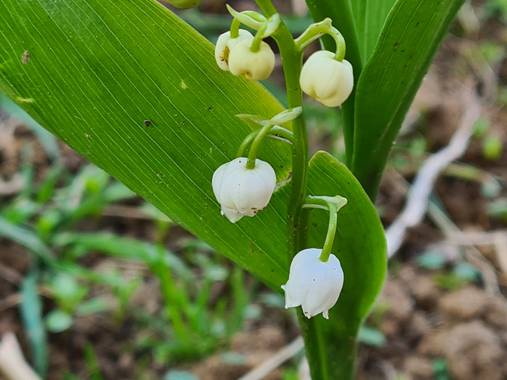 Symbel_5 en Hamelin: Flora, Convallaria majalis