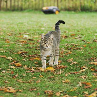 imagiaproducciones en Hamelin: Fauna  (Carracedelo), Felis catus Linnaeus, 1758, #gatocallejero #gatogris #gatohogareño #gatosdelmundo #gatocomuneuropeo #g...