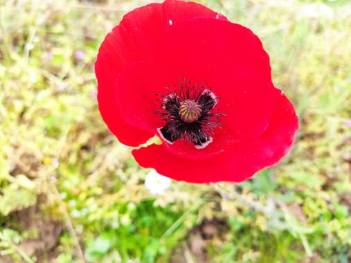 El_carrete_de_lau en Hamelin: Flora  (Parres), Papaver rhoeas, #flora21 