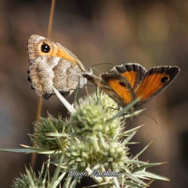 Diego en Hamelin: Fauna  (Plenas), Pyronia cecilia (Vallantin, 1894), #canon #canonphotography #mariposa #butterfly #mariposas #butterflies #invertebrados ...