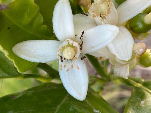 Zetadeuve en Hamelin: Flora  (Fasnia), Citrus sinensis, #flora21 
#tenerifelicidad 