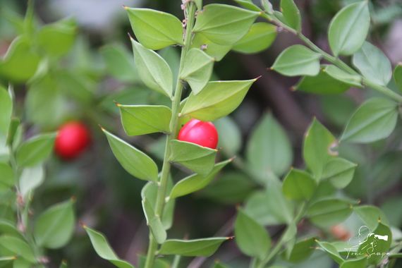 Toni Sempa en Hamelin: Flora  (Santa Ana la Real), Ruscus aculeatus, Ruta de los Libros y Riscos de Levante.
#rurales #rural #andalucia #huelva #flora #fru...