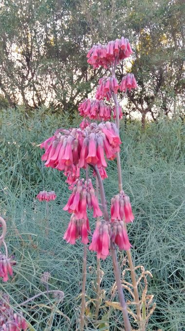 Solerantonio2 en Hamelin: Flora  (Almería), Kalanchoe delagoensis, Planta