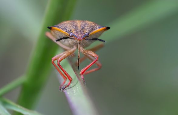 Ignicapillus en Hamelin: Fauna  (Vilobí del Penedès), Carpocoris mediterraneus Tamanini, 1958, Carpocoris mediterraneus (III)

Siguiendo mi idea de ir inte...