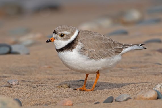 Ignicapillus en Hamelin: Fauna  (Chippewa County), Charadrius melodus Ord, 1824, Chorlitejo silbador

	Parece un cruce entre chorlitejo grande y chorlitejo...