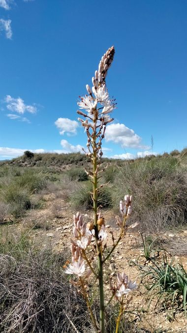 Solerantonio2 en Hamelin: Flora  (Sorbas), Asphodelus cerasiferus, Planta vara de san jose