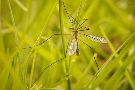 Eritz.cortazar en Hamelin: Fauna  (Orduña), Tipula paludosa Fabricius, 1794, Tipula de los prados 🦟 

#tipula #tipulapaludosa #paludosa #mosquito #insecto...