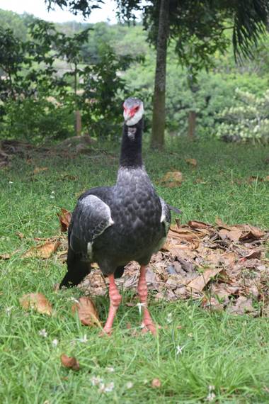 Ccandelajr en Hamelin: Fauna  (Bucaramanga), Chauna torquata (Oken, 1816), El chicagüire, chajá, chavarrí o chajá chicagüire​, es una especie de ave anseri...
