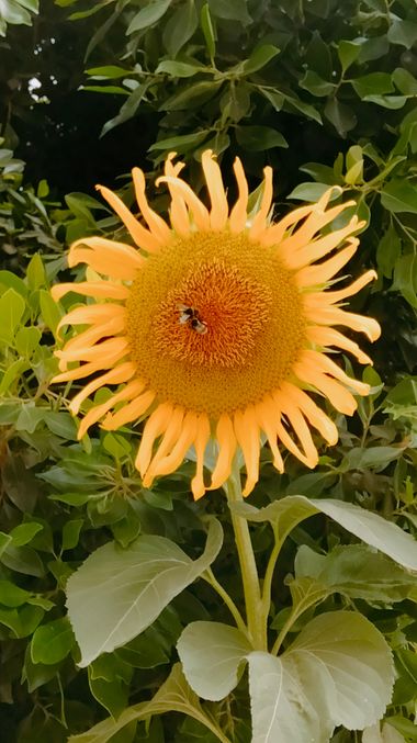 Solerantonio2 en Hamelin: Flora  (Calle Santiago), Girasol gigante