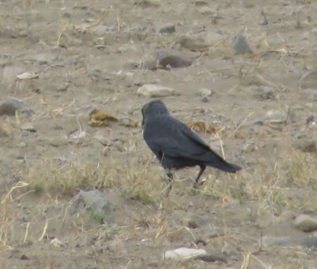 Solerantonio2 en Hamelin: Fauna  (Níjar), Corvus monedula Linnaeus, 1758, Ave