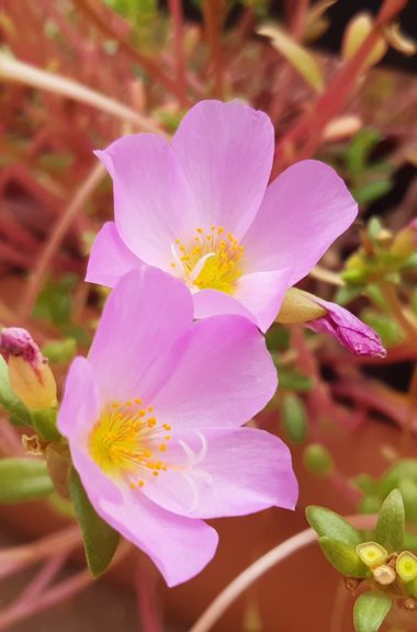Javier Cañas Martín  en Hamelin: Flora, Flores