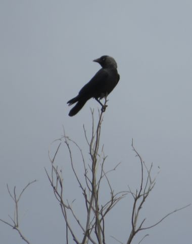 Solerantonio2 en Hamelin: Fauna  (Níjar), Corvus monedula Linnaeus, 1758, Ave