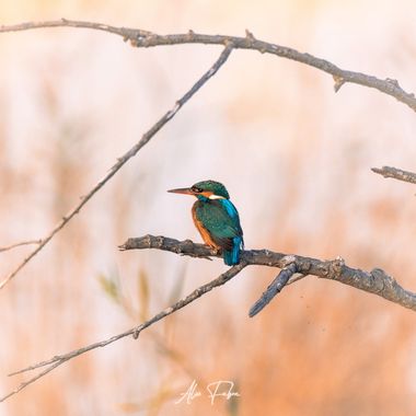 Alex Fabra en Hamelin: Fauna  (Amposta), Alcedo atthis (Linnaeus, 1758), 
Canon Eos R + Sigma 150-600
@turismodeltadelebro @canonespana @vanguardworldes @s...