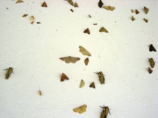 KDias en Hamelin: Fauna, Fiesta de bichitos en la pared afuera de la casa. Ilheus, Bahia, Brasil. 