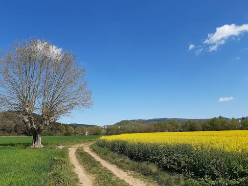 Manelsersol en Hamelin: Paisaje  (Olot), Campos de Colza en la Garrotxa Olot.
Abril 2021.
#parquesnaturales #Paisajes #paisajesnaturales #Flores #Flora #Ca...