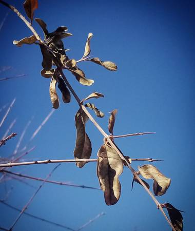 Navarroarevalomariateresa en Hamelin: Flora  (Viesca), Este árbol de granado ya está listo para la poda que es a partir de la desaparición de sus hojas ya ...