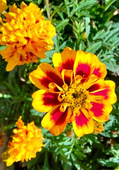 Solerantonio2 en Hamelin: Flora  (Almería), Tagetes patula, Planta