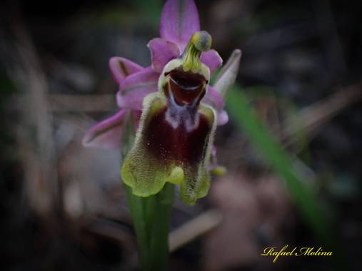 Rafael Molina  en Hamelin: Flora  (Canillas de Albaida), Ophrys tenthredinifera, #olquideassilvestre#flor #naturalezafloral#canillasdealgaida#Málaga#Andalu...