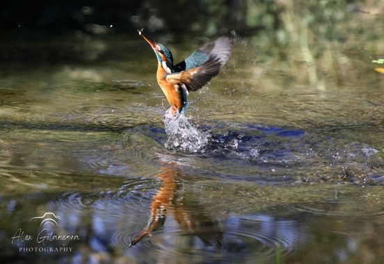 Alex Gotanegra en Hamelin: Fauna, Alcedo atthis (Linnaeus, 1758), #alcedoatthis #martinpescador #kingfisher  #bird #birding #birdlovers #birdingphotograph...