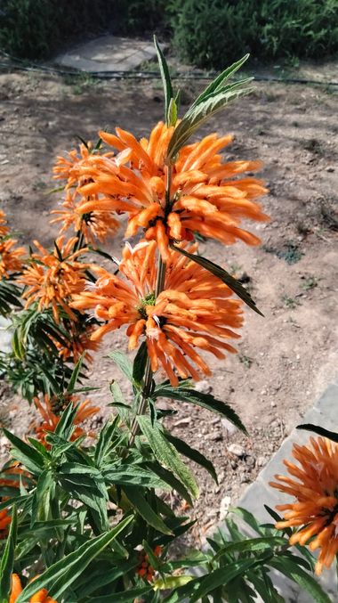 Solerantonio2 en Hamelin: Flora  (Retamar), Leonotis leonurus, Planta