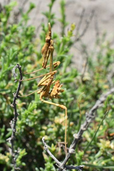 Solerantonio2 en Hamelin: Fauna  (AL-3115), Insecto