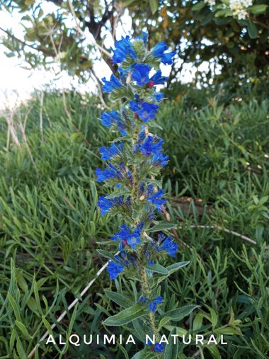 Alquimia Natural en Hamelin: Flora  (Arnuero), Echium vulgare, #primavera2022 