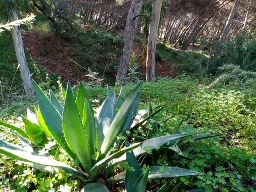 Adrian Vicente Torregrosa Cobos en Hamelin: Flora  (Málaga), Agave americana