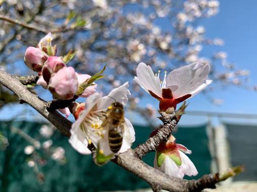 Manubarbecho en Hamelin: Flora  (El Viso), Prunus dulcis, Almendro en flor abeja polinizan 