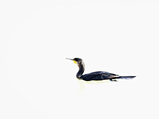 Tomasbejar en Hamelin: Fauna  (Altea), Phalacrocorax carbo (Linnaeus, 1758), #cormoran#rioaltea#aves