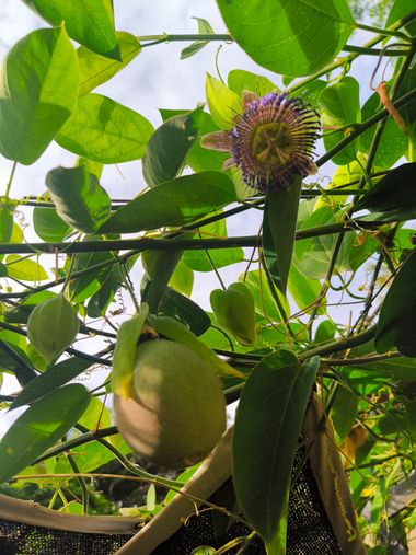 pastoressd en Hamelin: Fauna, Flor y fruto de Cholula. Fruta original del Huila - Colombia. Sabor delicioso y refrescante.