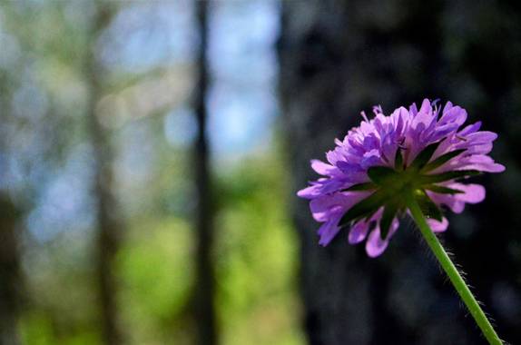 Azulmarino  en Hamelin: Flora  (Planoles), Entre lineas #frommypointofview #flora #naturaleza #verde #purpura 