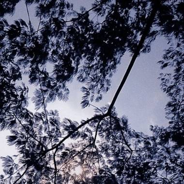 Sherlynvelasquez402 en Hamelin: Flora, #arbol #naturaleza 