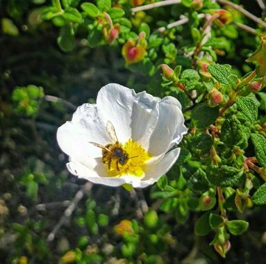 Miguel Beneyto en Hamelin: Flora  (carrer Carreró), Cistus salviifolius, #abella #abeja #bee #miguelbeneyto #alicante #alacant #valldegallinera #flor #flow...