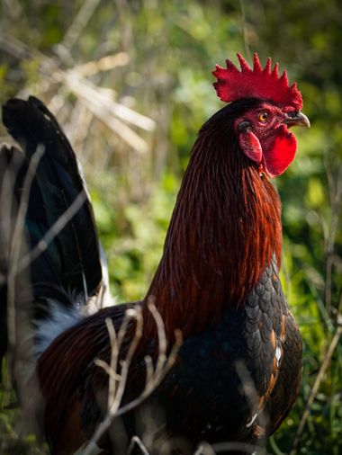 Kikojimenez1977 en Hamelin: Fauna, #gallo 