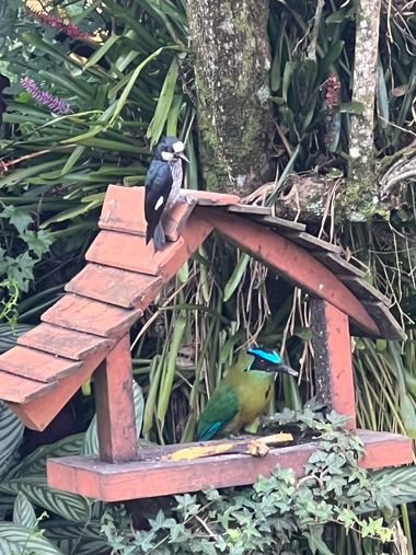 claudiasanchez62 en Hamelin: Fauna  (Antioquia), Melanerpes formicivorus (Swainson, 1827), #aves #pajaros