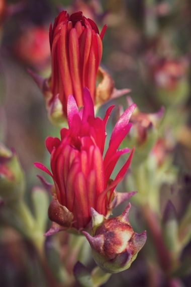 Rricoparrillas en Hamelin: Flora  (Viladecans)